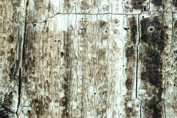 Old and weathered wood texture. for backgrounds and wallpapers
