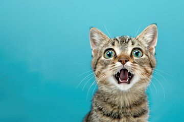 Cat looking surprised, reacting amazed, impressed or scared over solid blue background - obrazy, fototapety, plakaty