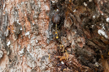 Leaking bright yellow pine tar drops, resin, spider web on dark tree bark background
