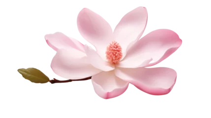 Fotobehang pink magnolia flower isolated on transparent background © PNG Lover