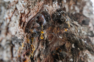 Leaking bright yellow pine tar drops, resin, spider web on dark tree bark background
