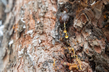 Leaking bright yellow pine tar drops, resin, spider web on dark tree bark background
