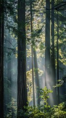 Fototapeta na wymiar Sunbeams filtering through tall trees in forest