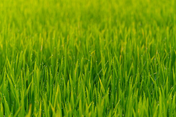 Close-up of rice plants in a field with shallow focus. Green nature and agriculture background.