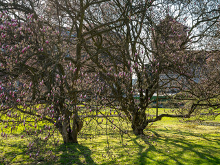 Drzewa z kwiatami magnolii na zamku na Wawelu. Wiosenna magnolia na zamku wawelskim