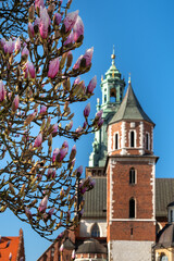 Drzewa z kwiatami magnolii na zamku na Wawelu. Wiosenna magnolia na zamku wawelskim