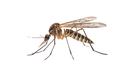 mosquito isolated on transparent background