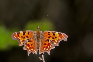 best image butterfly on a flower