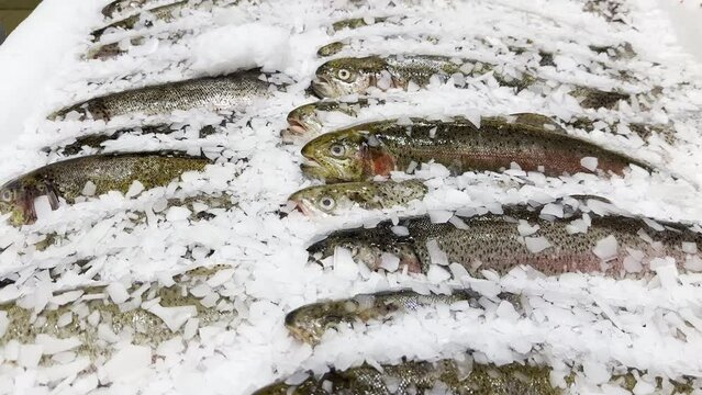  choosing fish and seafood in a supermarket