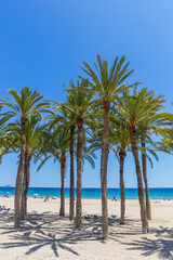 Fototapeta na wymiar Palm trees on the beach of Villajoyosa, Spain