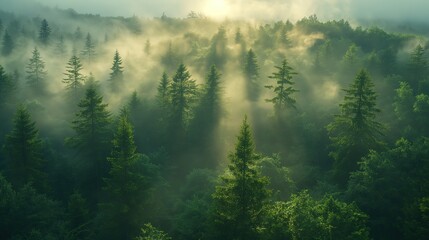gorgeous aerial view of conifer forest with fog drifting around at morning time with sunrise light, Generative Ai - obrazy, fototapety, plakaty