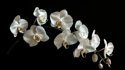 Fototapeta na wymiar White Phalaenopsiswhite flower. ..