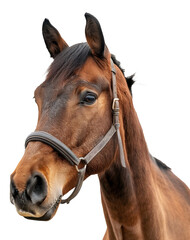 Obraz premium Chestnut horse with bridle, cut out - stock png.