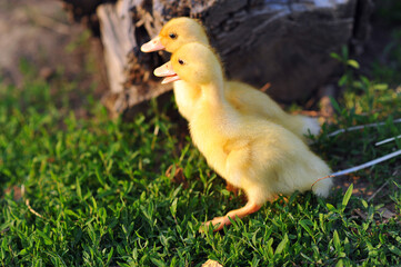 Small ducklings outdoor on green grass. Copy space for text. Sister ducklings hanging out together