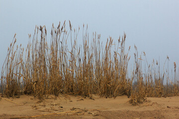reeds in the sand