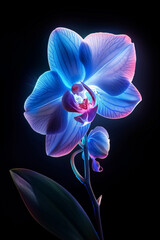 Neon orchids