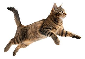 Tabby cat jumping, cut out - stock png.