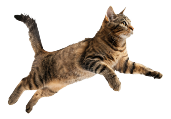 Tabby cat jumping, cut out - stock png.