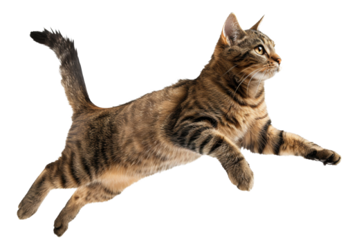 Tabby cat jumping, cut out - stock png.