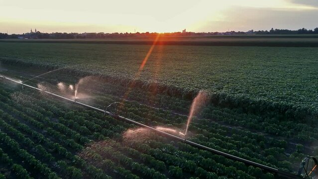 Agricultural Wheel Line Irrigation System Watering Field of Paprika at Sunset. Drone Flying Above Irrigated Agricultural Land. Wheel Line Irrigation. An irrigation system waters the crops in the field