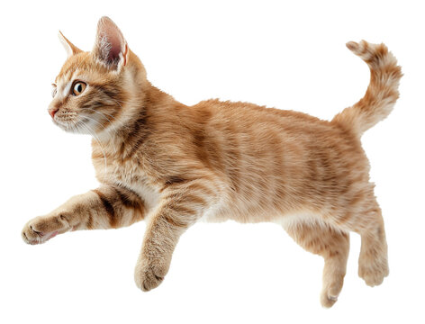 Ginger tabby cat jumping on transparent background - stock png.