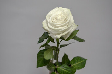A White Rose on Light Background