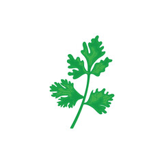 Fresh coriander or cilantro herb flat vector illustration on white background
