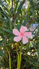 Fototapeta premium pink flower