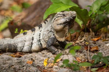 Iguana in the jungles of Mexico