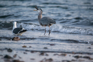 Heron on the shores of the Sea of Cortez, Mexico