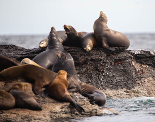 Seals in the Sea of Cortez, Mexico