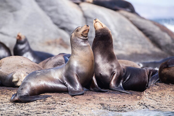 Obraz premium Seals in the Sea of Cortez, Mexico