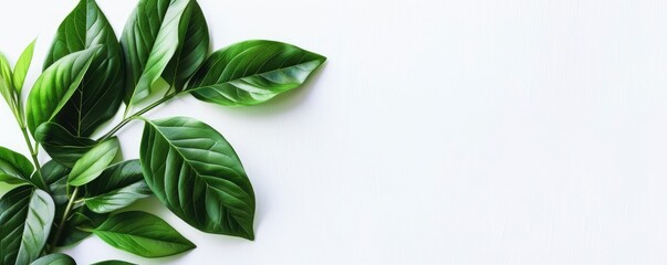 Aesthetic green plant, cosmetology scene, white background, sharp focus, blank space for text 
