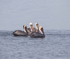 Pelicans on the Sea of Cortez, Mexico