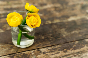 Nuphar Lutea Yellow Water Lily Perennial Aquatic Plant Bouquet on Wooden Table