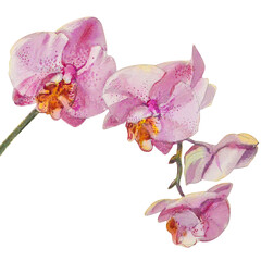 Watercolor sketch illustration of pink phalaenopsis orchid flower.