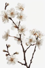 Close Up of Cherry blossom