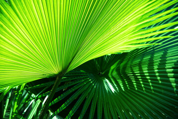 Close up green palm leaf texture, leaf of Fiji fan palm
