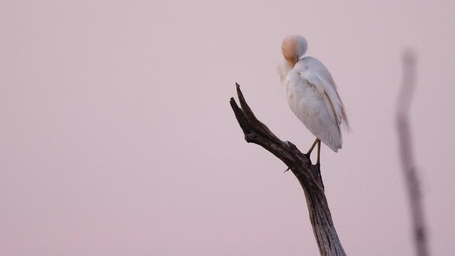 Cattle Egret On Tree Branch Preening Its Feathers At Lake Kariba In Africa.