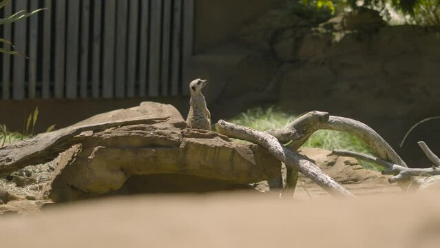 A meerkat standing upright under the sun at Taronga Zoo in Sydney, NSW, Australia.
