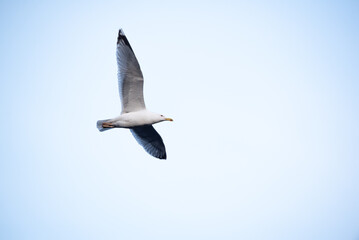 Obraz premium The common gull (Larus canus) in flight