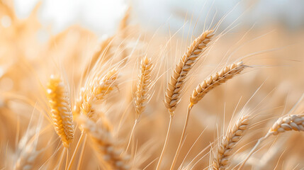 Golden Wheat Field Close-up with Sun Flare for Agriculture and Harvesting Themes