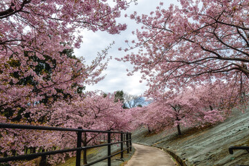 福島県いわき市　21世紀の森公園の河津桜