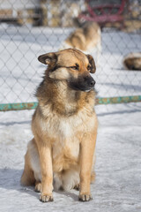 Mongrel dog of red color lies on its stomach on the grass, stretching its front paws forward. Spring. - 763125103