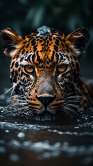 A leopard face in the water wildlife photography. Ai generative