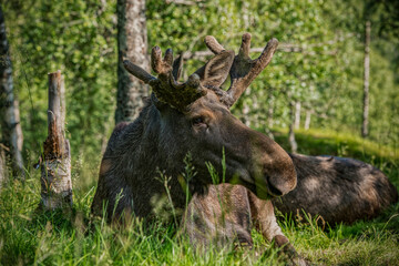 A moose laying in the sun in Norway.