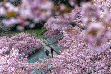 福島県いわき市　21世紀の森公園の河津桜