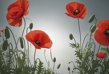 Red poppy as a symbol of memory for the fallen in the war
