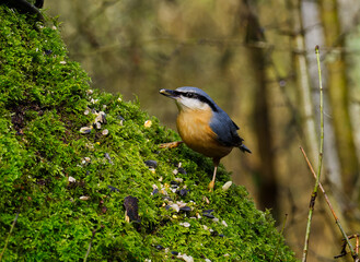 Nuthatch on a tree