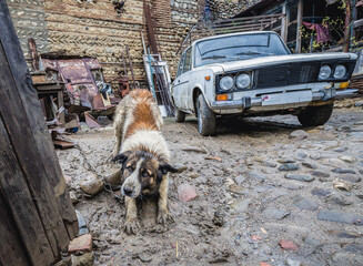 Dog on a chain in house in Sighnaghi town in Kakheti region, Georgia